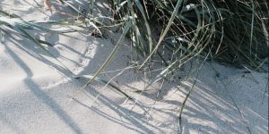 Schilf im Sand