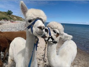 Alpaka am Strand